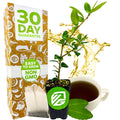 A Wellspring Gardens Dwarf Yaupon Holly Shrub (Ilex), a native North American, natural and caffeinated tea plant, sits potted beside a teacup, loose leaf tea, bags, and packaging labeled Non GMO, 30 Day Guarantee, Easy to Grow.