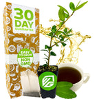 A Wellspring Gardens Dwarf Yaupon Holly Shrub (Ilex), a native North American, natural and caffeinated tea plant, sits potted beside a teacup, loose leaf tea, bags, and packaging labeled Non GMO, 30 Day Guarantee, Easy to Grow.
