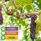 Close-up of the Wellspring Gardens Pakistan Mulberry (Long Mulberry) Tree - Morus nigra, showing fruit at different ripening stages. Grows 30-40 ft tall, needs full sun, water 3-4x weekly; edible leaves noted for nutritional benefits.