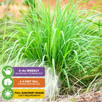 A lush clump of Lemon Grass - Cymbopogon citratus (Wellspring Gardens) stands 4–6 ft tall. Care tips: water 3–4x weekly, needs full sun/part shade, and thrives in well-draining soil. Some dry grass appears on the ground.