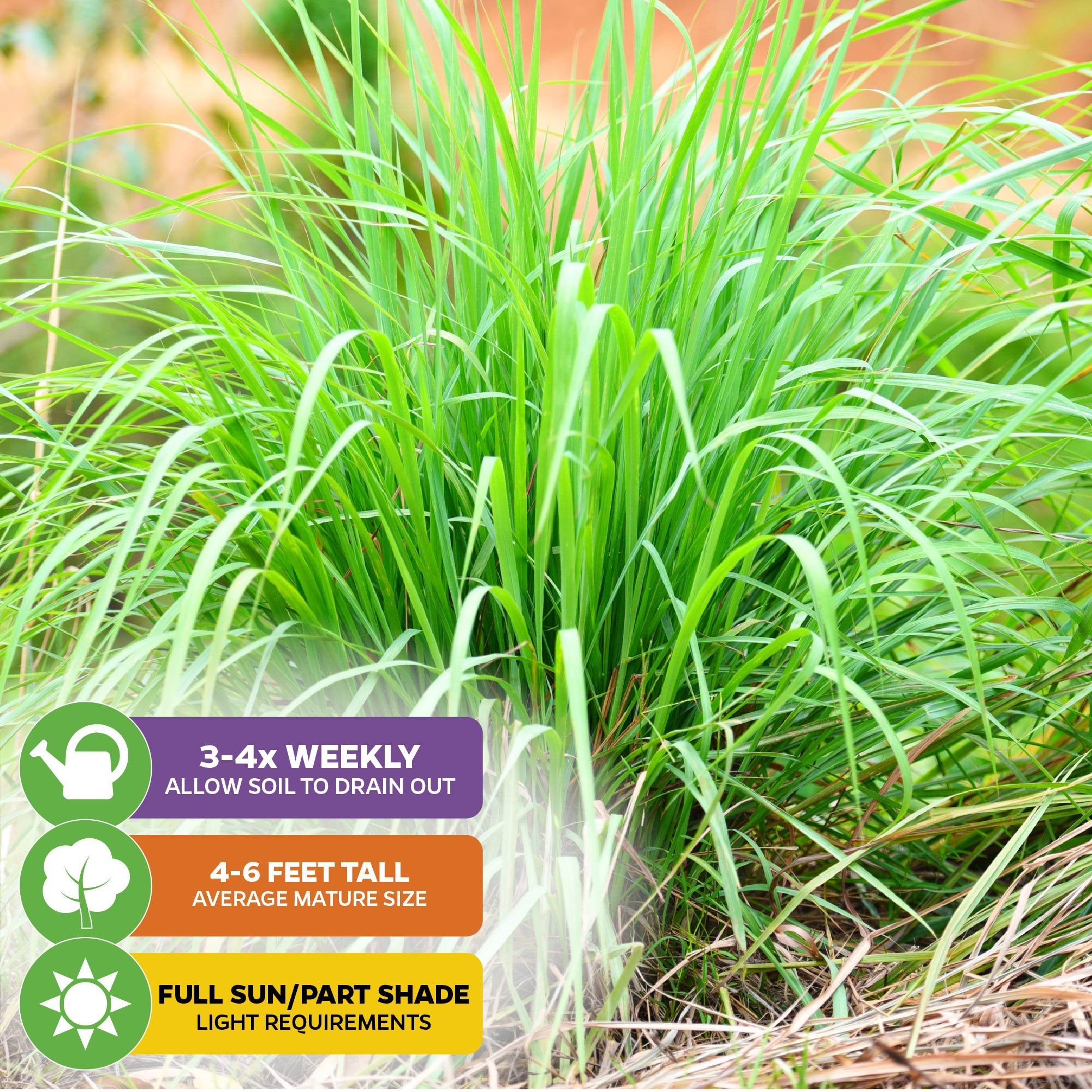 A lush clump of Lemon Grass - Cymbopogon citratus (Wellspring Gardens) stands 4–6 ft tall. Care tips: water 3–4x weekly, needs full sun/part shade, and thrives in well-draining soil. Some dry grass appears on the ground.