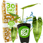 A Wellspring Gardens King Veitchii - Anthurium veitchii with large leaves sits before its packaging stating “30 Day Guarantee, Easy to Grow, Non-GMO.” A water splash and close-up emphasize this striking indoor plant.