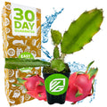 A potted American Beauty Red Dragon Fruit (Hylocereus guatemalensis) from Wellspring Gardens sits beside two vibrant pitayas, a green-branded 30-day “Easy” and “GMO Free” guarantee box, with a water splash in the background for freshness.