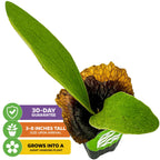 The Wellspring Gardens Staghorn Fern Netherlands Elkhorn (Platycerium bifurcatum) features broad green leaves with brown edges, arrives 3-8" tall, is guaranteed for 30 days, and grows into a giant hanging indoor fern.