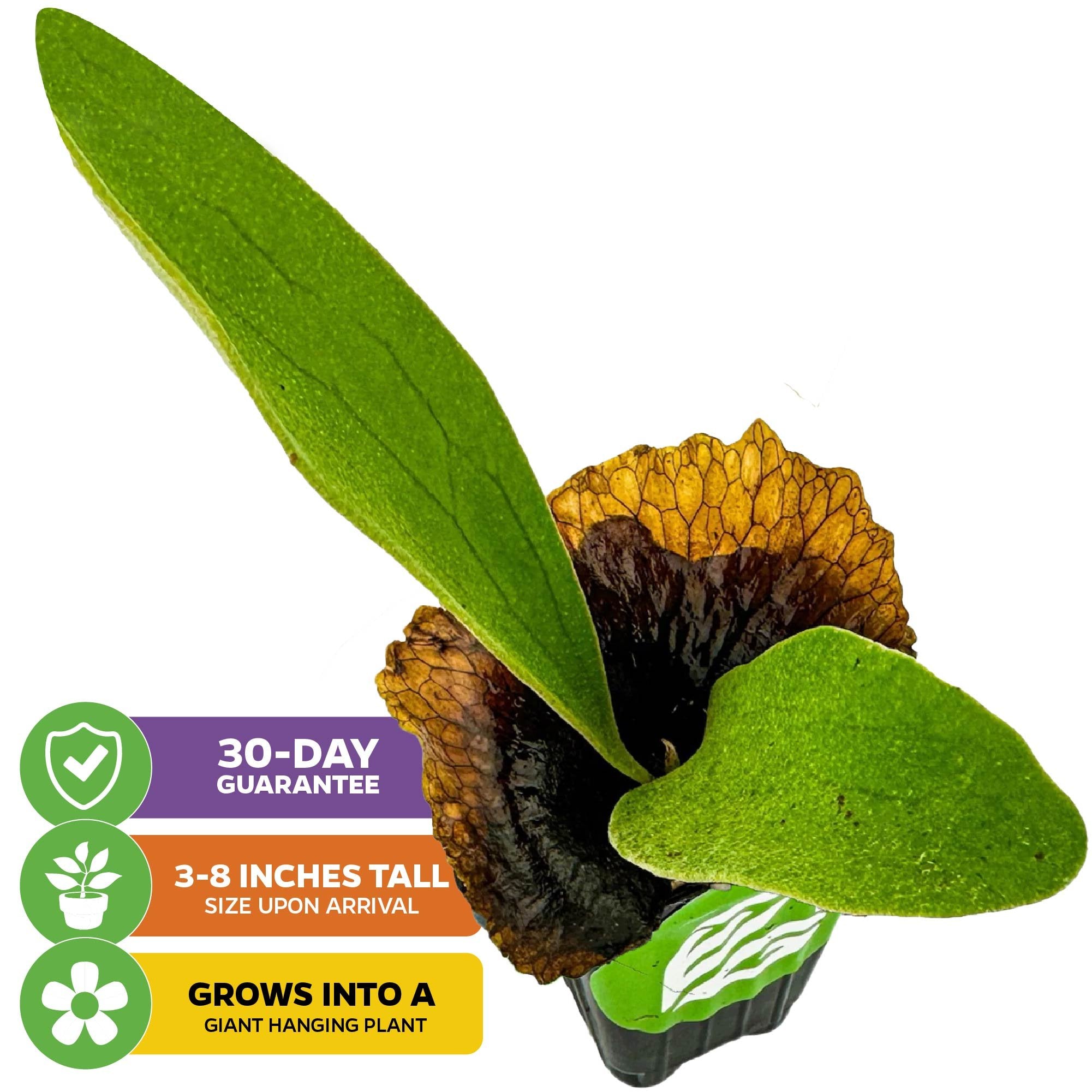 The Wellspring Gardens Staghorn Fern Netherlands Elkhorn (Platycerium bifurcatum) features broad green leaves with brown edges, arrives 3-8" tall, is guaranteed for 30 days, and grows into a giant hanging indoor fern.