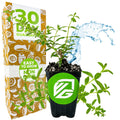 A potted Moujean Tea (Nashia inaguensis) from Wellspring Gardens, with soil and a green-and-white logo, stands by a box stating 30 DAY GUARANTEE and EASY TO GROW NON GMO—ideal for herbal tea lovers or bonsai fans.