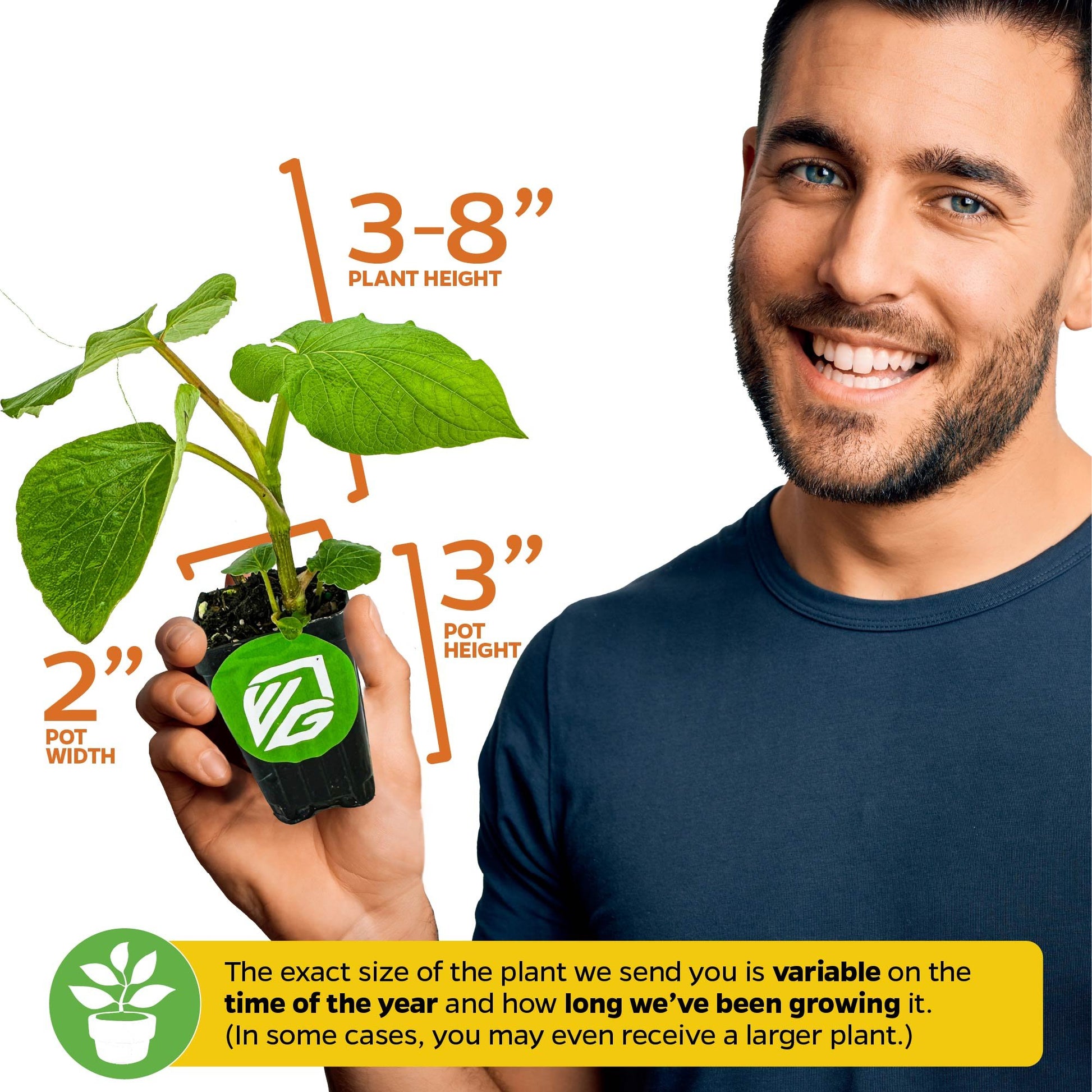 Mexican Pepperleaf (Hoja Santa Root Beer Leaf Plant) - Piper auritum