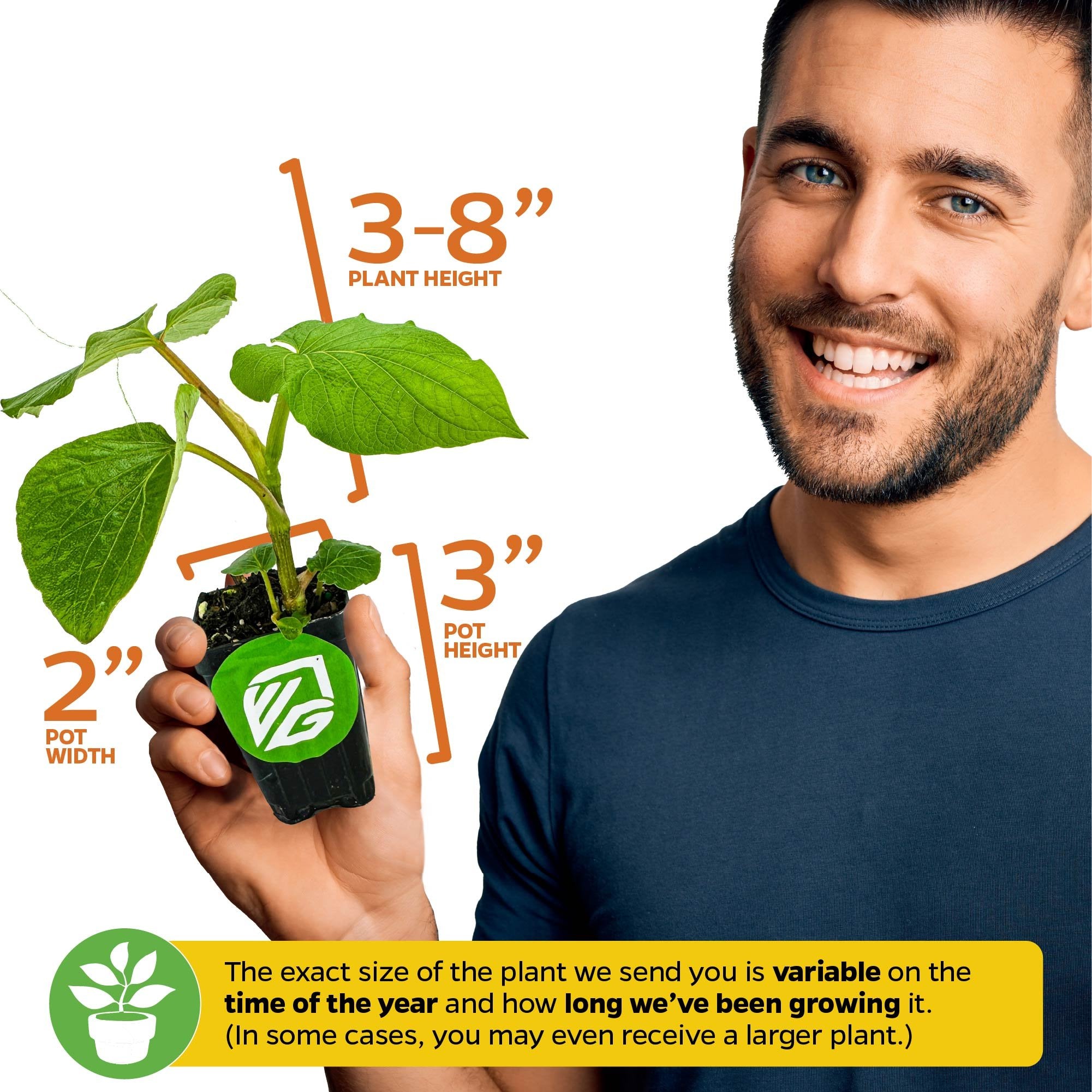 A smiling person holds a Mexican Pepperleaf (Hoja Santa Root Beer Leaf Plant) by Wellspring Gardens. Plant height: 3–8", pot: 2" wide x 3" high. Note: Size varies with season and growth duration.