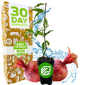 A Wellspring Gardens Dwarf Pomegranate (Punica granatum) seedling in a small pot sits between two whole pomegranates, with a bright box behind it showing "30 Day Guarantee, Easy to Grow, Non GMO" and blue water splashes in the background.