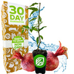 A Wellspring Gardens Dwarf Pomegranate (Punica granatum) seedling in a small pot sits between two whole pomegranates, with a bright box behind it showing "30 Day Guarantee, Easy to Grow, Non GMO" and blue water splashes in the background.