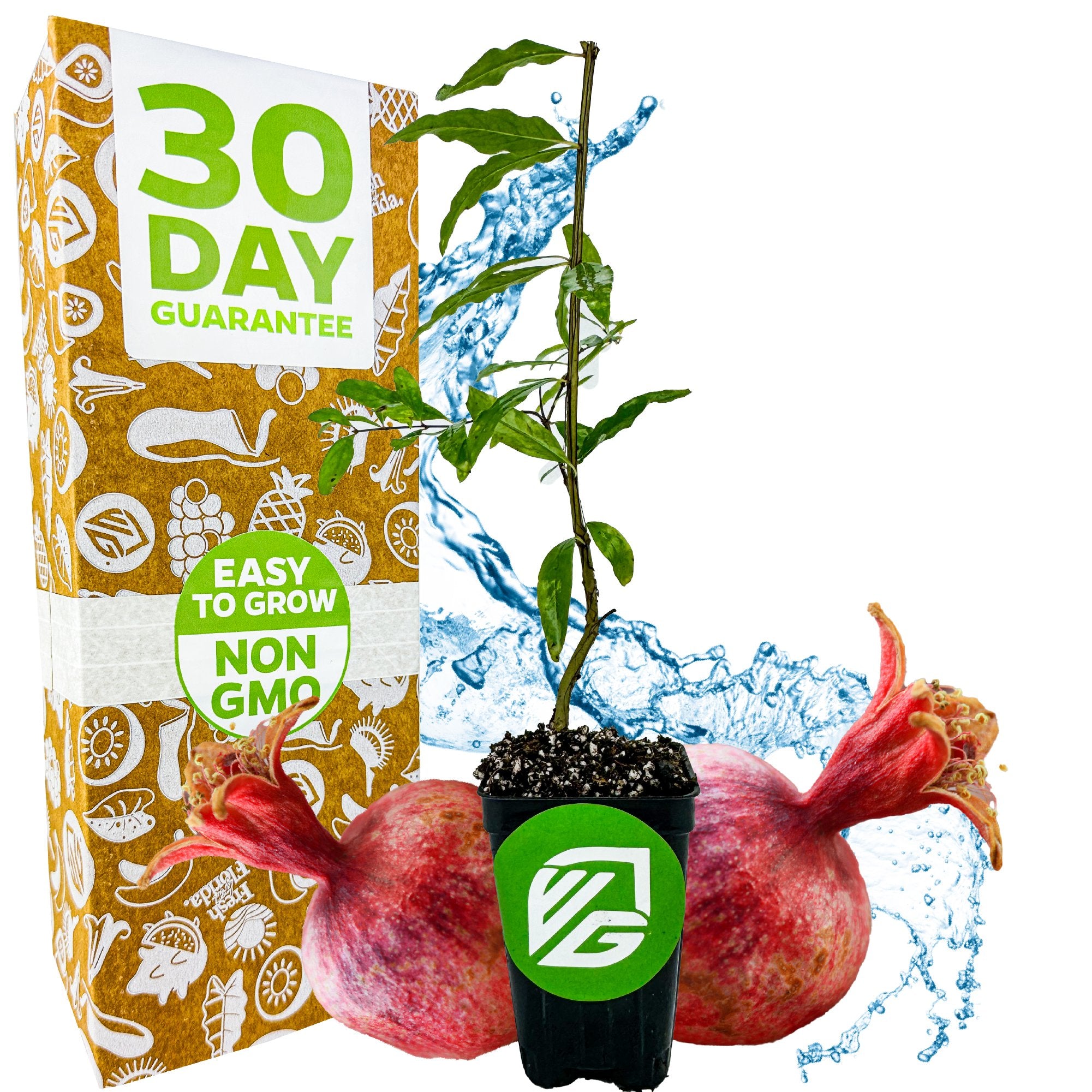 A Wellspring Gardens Dwarf Pomegranate (Punica granatum) seedling in a small pot sits between two whole pomegranates, with a bright box behind it showing "30 Day Guarantee, Easy to Grow, Non GMO" and blue water splashes in the background.