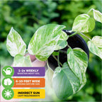 Variegated Albo Pothos Epipremnum - Epipremnum pinnatum albo-variegata