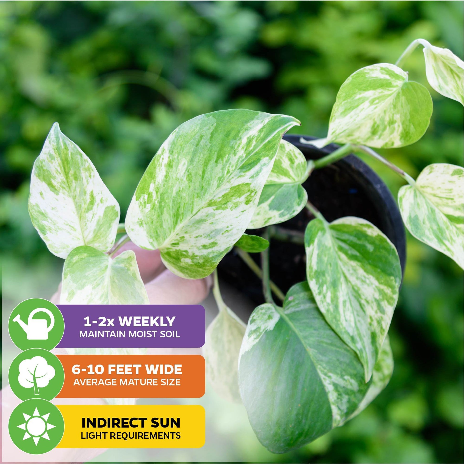 Variegated Albo Pothos Epipremnum - Epipremnum pinnatum albo-variegata