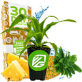 A Wellspring Gardens Elite Gold Pineapple (Ananas comosus) in a small black pot with green leaves, fresh fruit slices, a whole pineapple, a 30 Day Guarantee box, and water splashes in the background.