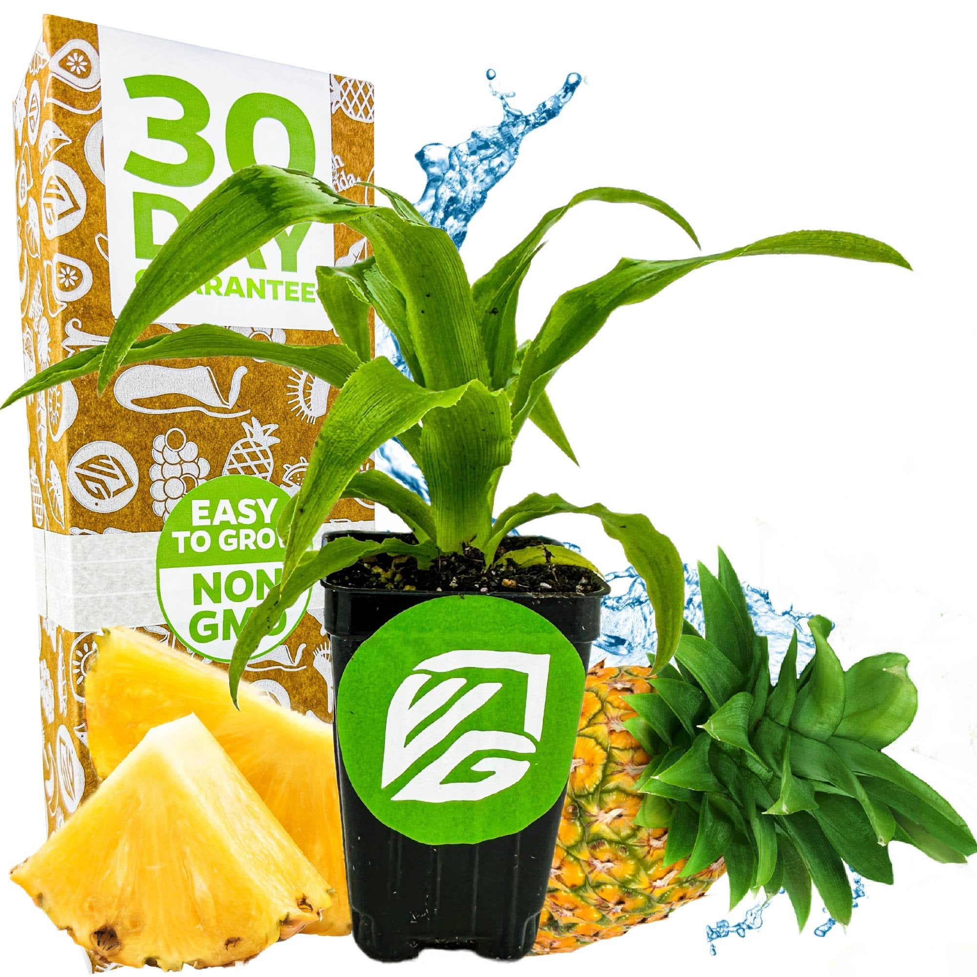 A Wellspring Gardens Elite Gold Pineapple (Ananas comosus) in a small black pot with green leaves, fresh fruit slices, a whole pineapple, a 30 Day Guarantee box, and water splashes in the background.
