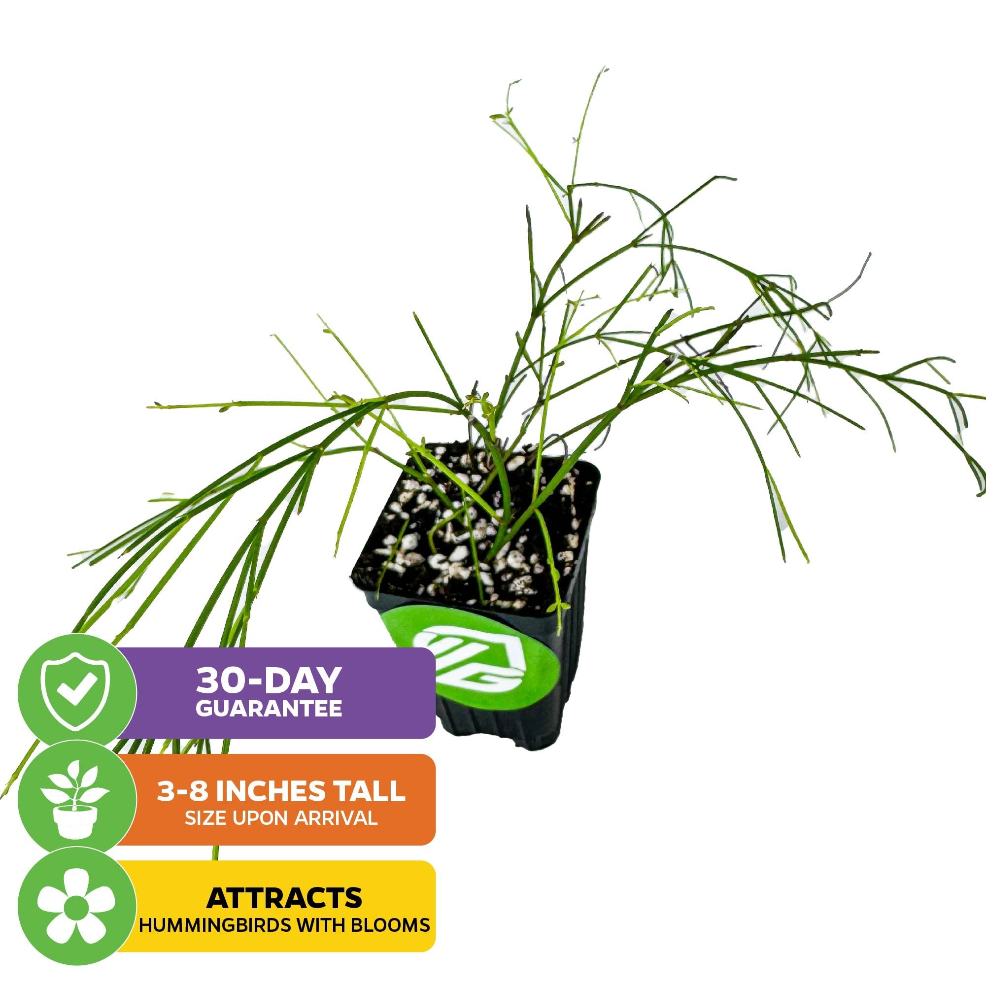A small potted Firecracker Plant (Russelia equisetiformis) by Wellspring Gardens is displayed above icons for a 30-Day Guarantee, 3–8 inch arrival height, and its ability to attract hummingbirds with tubular flowers.