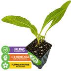 A small green Starry Rosinflower (Rosinweed) by Wellspring Gardens in a black pot with three leaves, shown above icons for 30-Day Guarantee, 3–8" tall on arrival, and Florida native perennial wildflower.