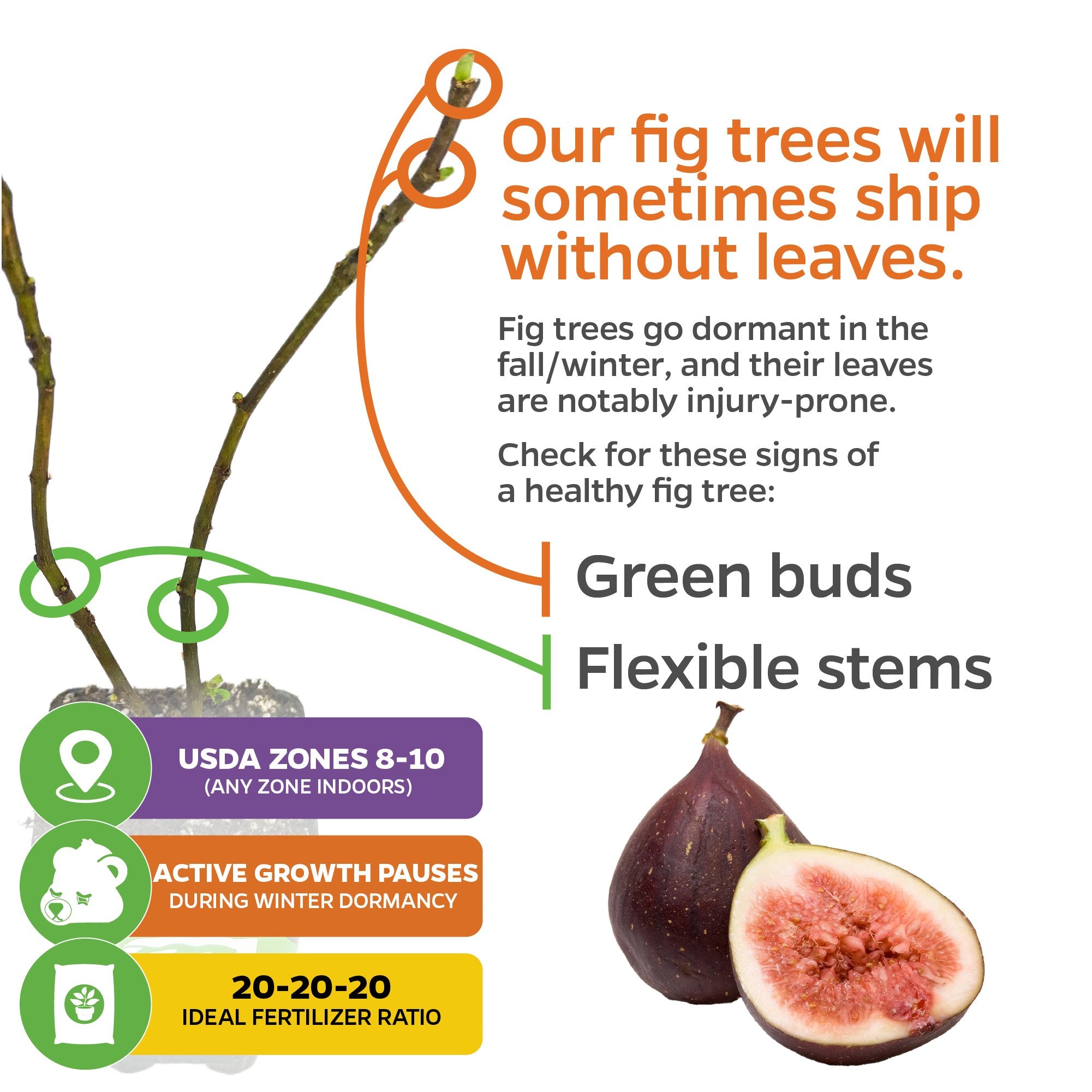A graphic shows Wellspring Gardens' Celeste Fig (Ficus carica)—a self-pollinating tree that may ship leafless during dormancy, with bare branches, green buds, USDA zones 8–10 icons, winter rest note, and a 20-20-20 fertilizer tip.