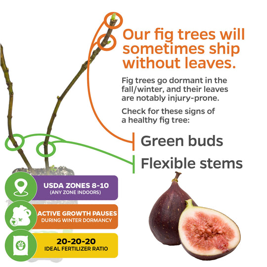 Celeste Fig (Honey/Sugar Fig) - Ficus carica