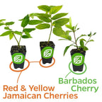 Wellspring Gardens’ Bundle of three Caribbean cherries—Barbados, Red Jamaican, and Yellow Jamaican—is displayed as a vibrant set of potted plants on a white background.