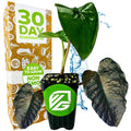 A potted Wellspring Gardens Diamond Head Elephant Ear (Colocasia esculenta) with dark green heart-shaped leaves is displayed before a box marked "30 Day Guarantee" and "Easy to Grow, Non-GMO," with leaf close-ups and splashing water in the background.