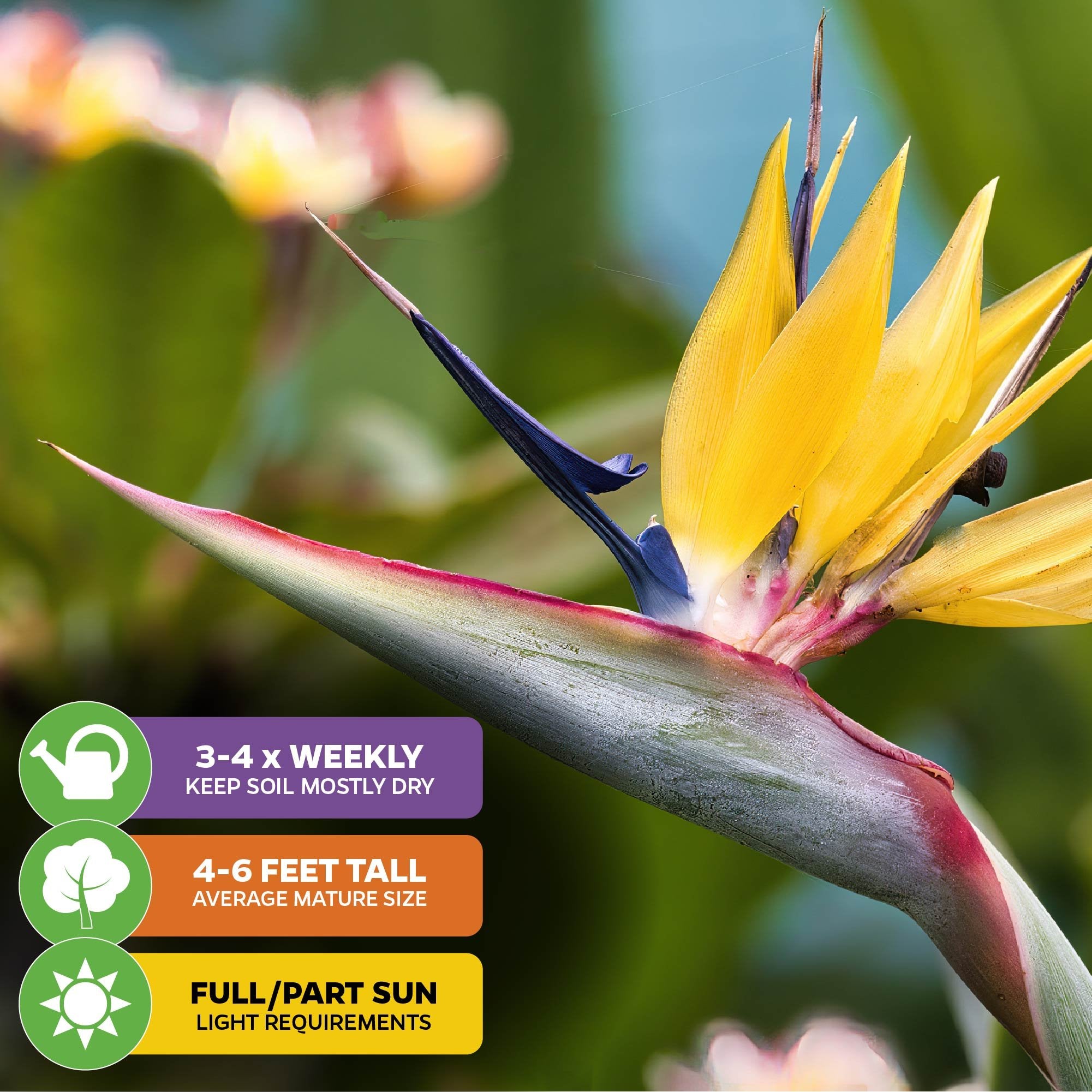 Close-up of Mandela's Gold Bird of Paradise (Golden Yellow) by Wellspring Gardens, showing yellow and blue petals. Icons highlight: water 3-4x weekly, grows 4-6 ft tall, enjoys full/part sun. Ideal perennial for gardens or containers; blurred green leaves behind.