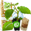 A small potted Mexican Pepperleaf (Hoja Santa Root Beer Leaf Plant) by Wellspring Gardens with large green leaves sits before a box labeled 30 Day Guarantee and Non-GMO. Nearby, a glass of brown iced drink is shown with a water splash in the background.