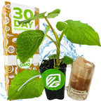 A small potted Mexican Pepperleaf (Hoja Santa Root Beer Leaf Plant) by Wellspring Gardens with large green leaves sits before a box labeled 30 Day Guarantee and Non-GMO. Nearby, a glass of brown iced drink is shown with a water splash in the background.