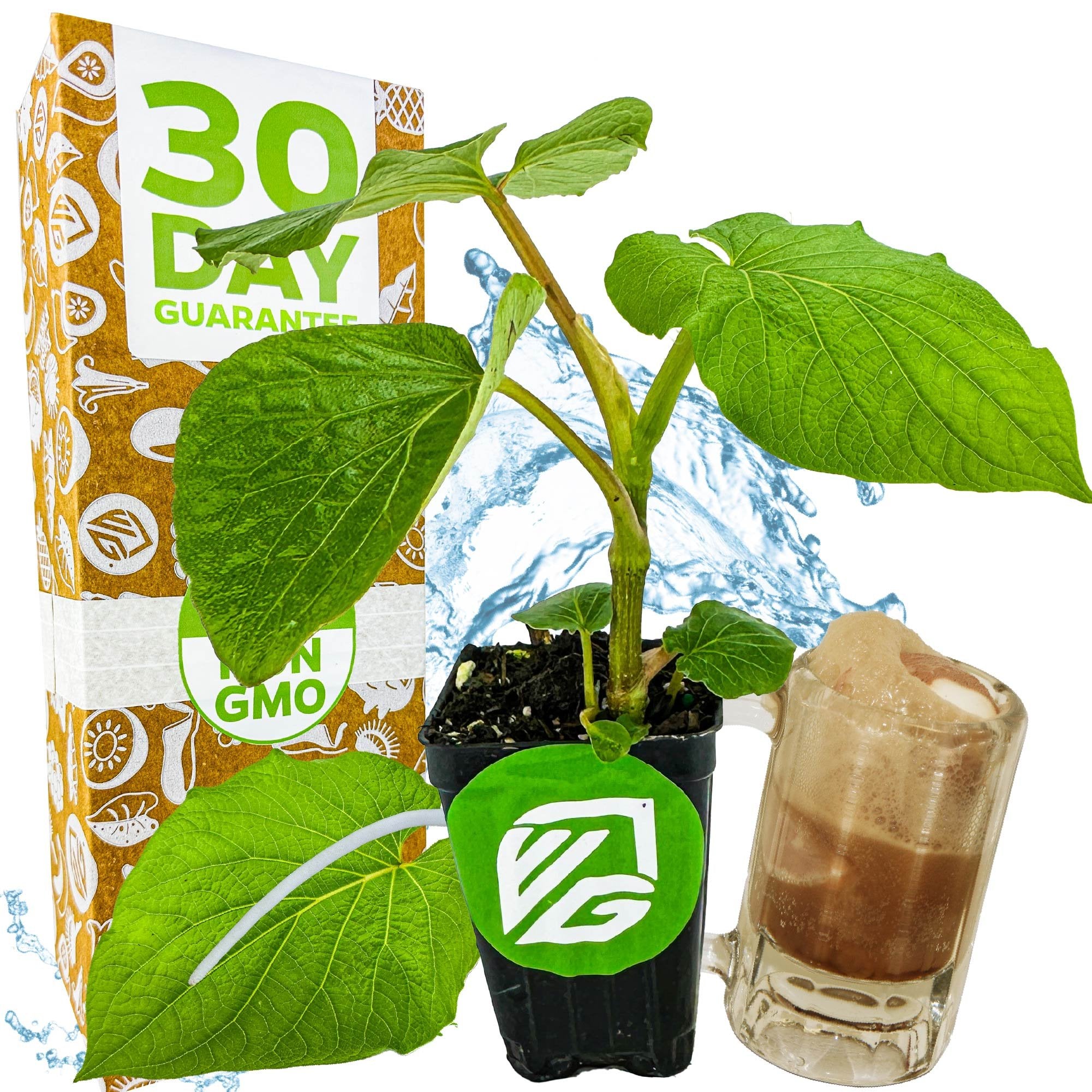 A small potted Mexican Pepperleaf (Hoja Santa Root Beer Leaf Plant) by Wellspring Gardens with large green leaves sits before a box labeled 30 Day Guarantee and Non-GMO. Nearby, a glass of brown iced drink is shown with a water splash in the background.