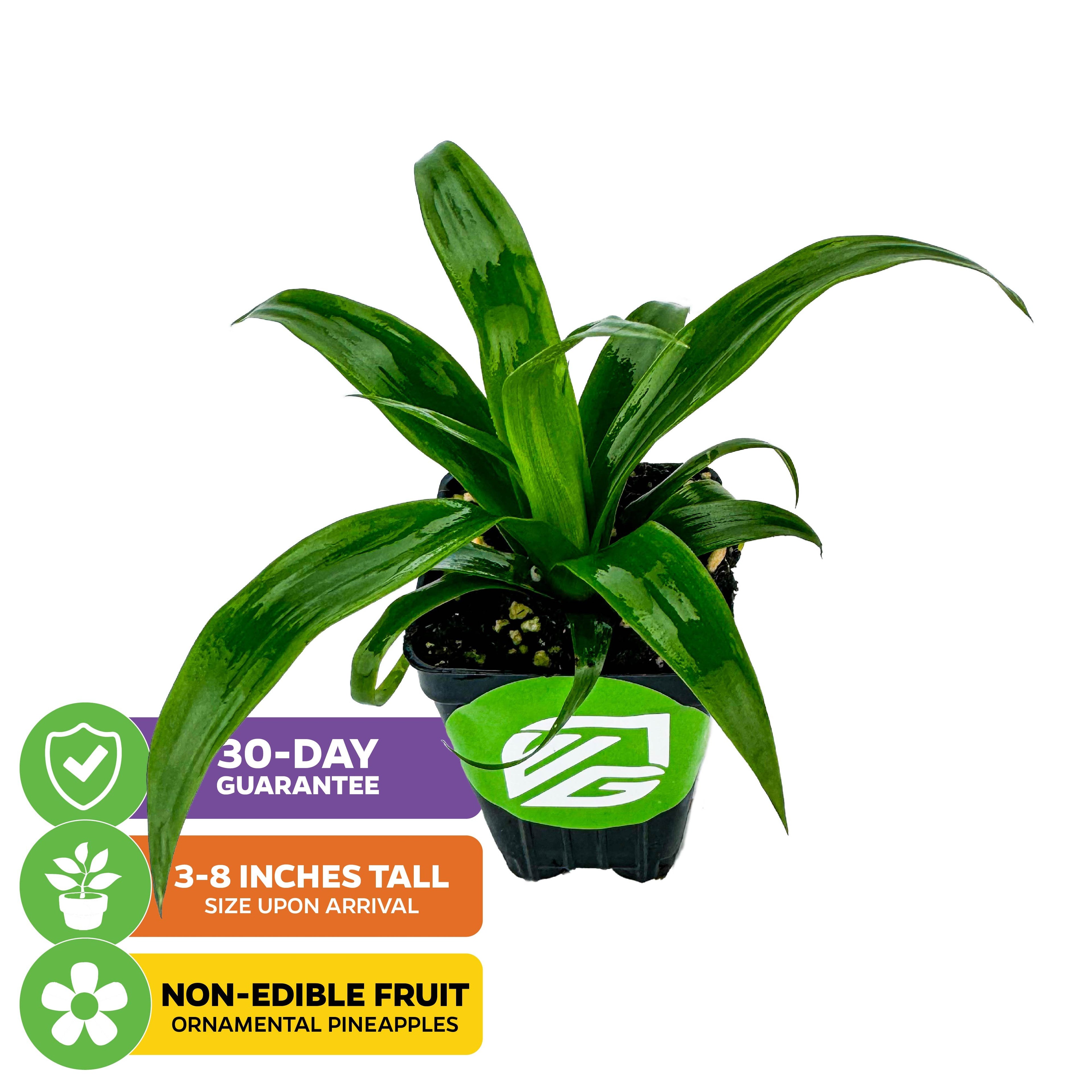 dwarf pineapple plant for sale Mi Amigo Dwarf Pineapple (Ornamental)