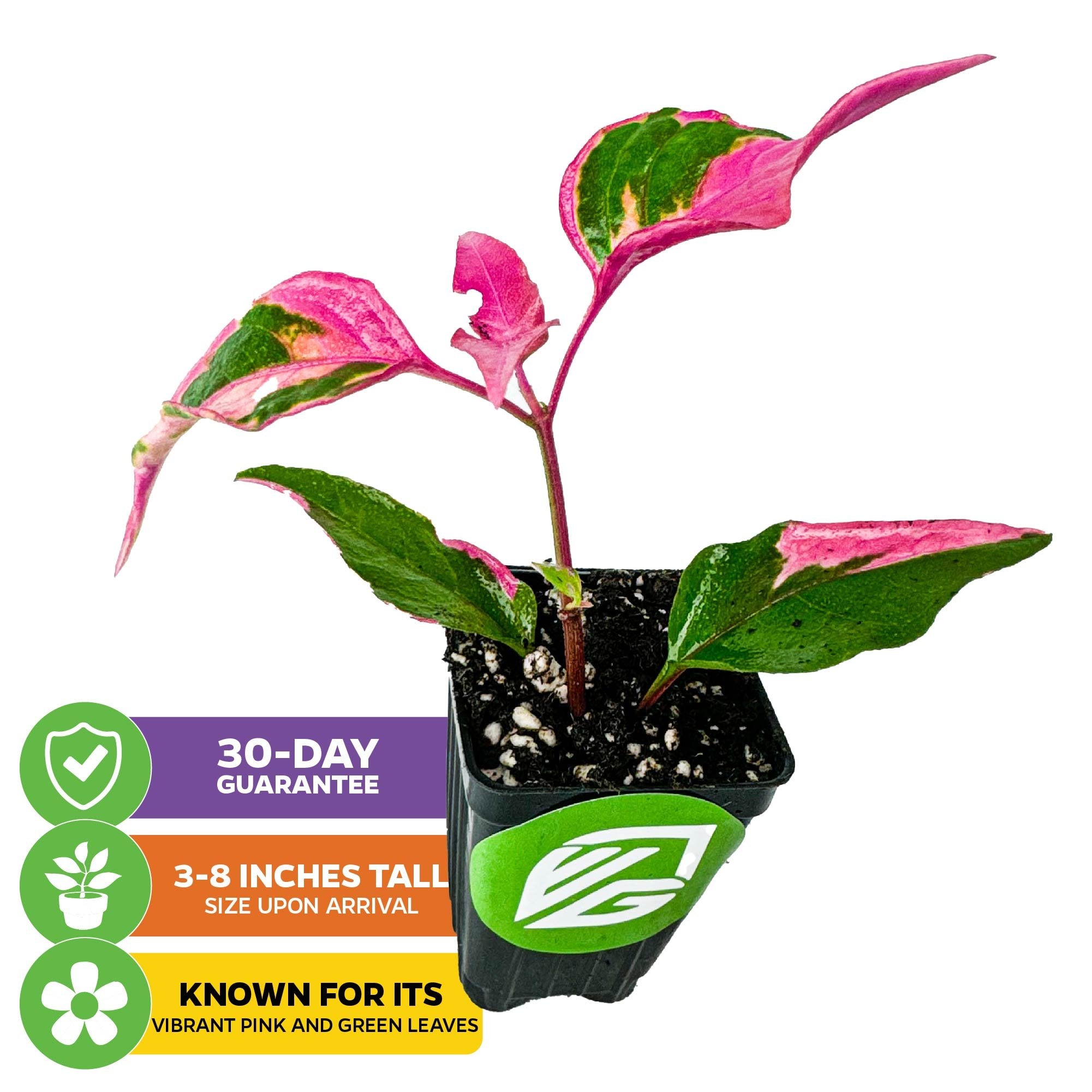 The Wellspring Gardens Alternanthera Party Time features vibrant green and pink leaves. It arrives 3-8 inches tall, includes a 30-Day Guarantee, and is known for its striking pink foliage.