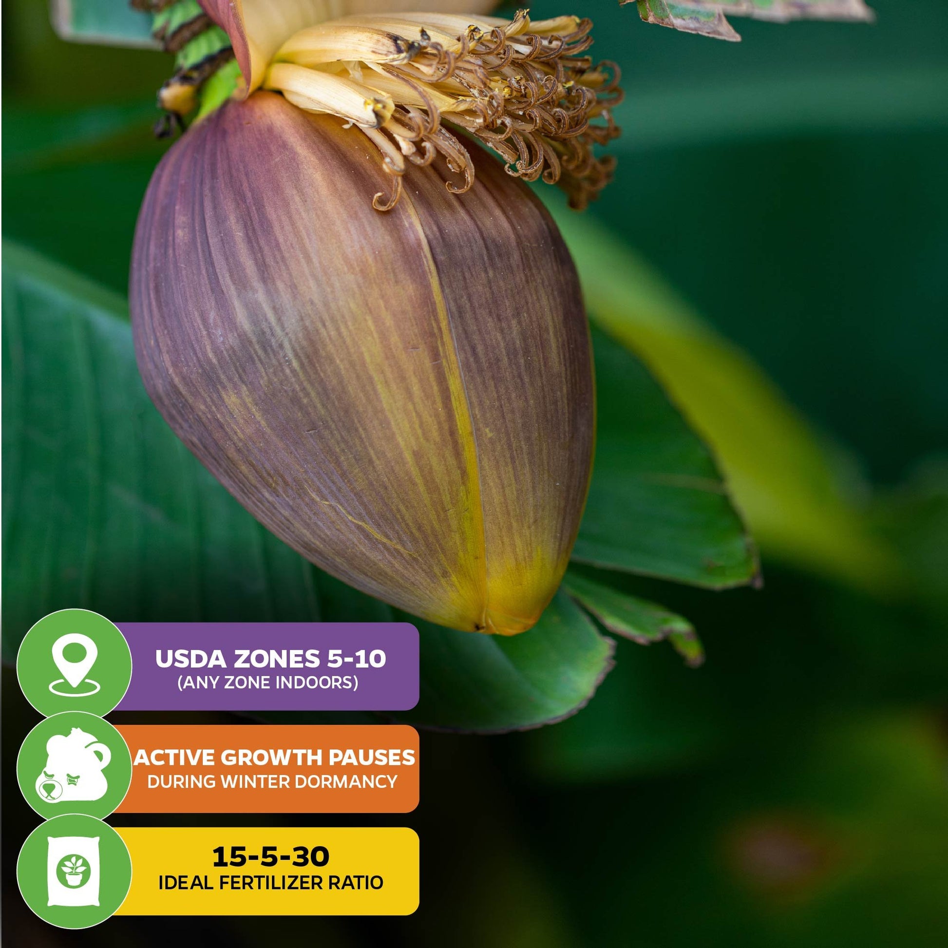 Basjoo Banana (Ornamental) - Musa