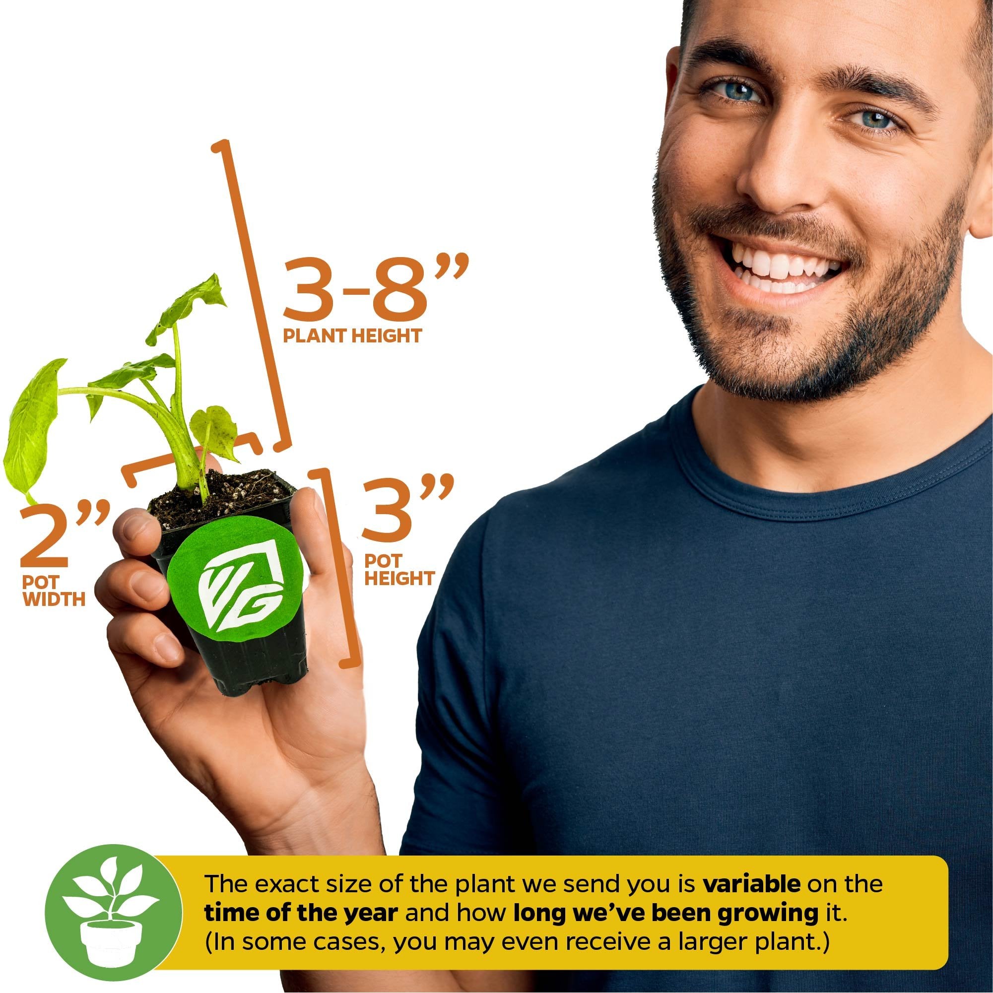 A smiling person holds a Borneo King Elephant Ear - Alocasia from Wellspring Gardens in a 3-inch pot. The plant stands 3-8 inches tall, pot width is 2 inches. Size may vary by season, especially in northern climates.