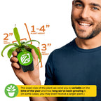 A smiling person holds a Wellspring Gardens Miranda Carnivorous Pitcher Plant (Nepenthes miranda) in a 2-inch wide by 3-inch tall pot; plant height ranges from 1–4 inches. Note: Size may vary by growth time and season.