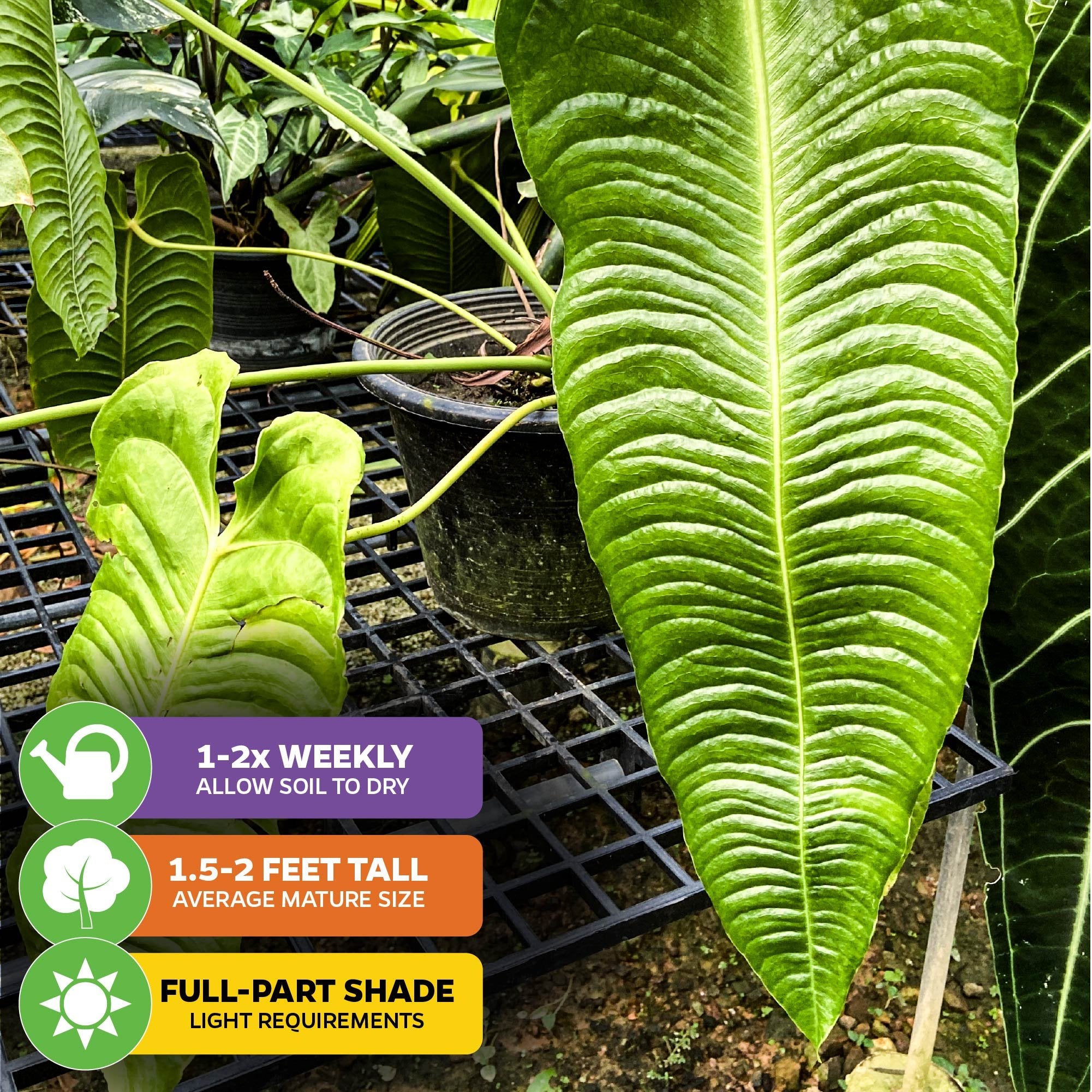 King Veitchii - Anthurium veitchii – Wellspring Gardens