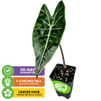 The Dragon's Tooth Elephant Ear by Wellspring Gardens (Alocasia longiloba) boasts shiny, dark green leaves with white veins and a unique metallic sheen. Arrives 3–8 inches tall with a 30-day guarantee.