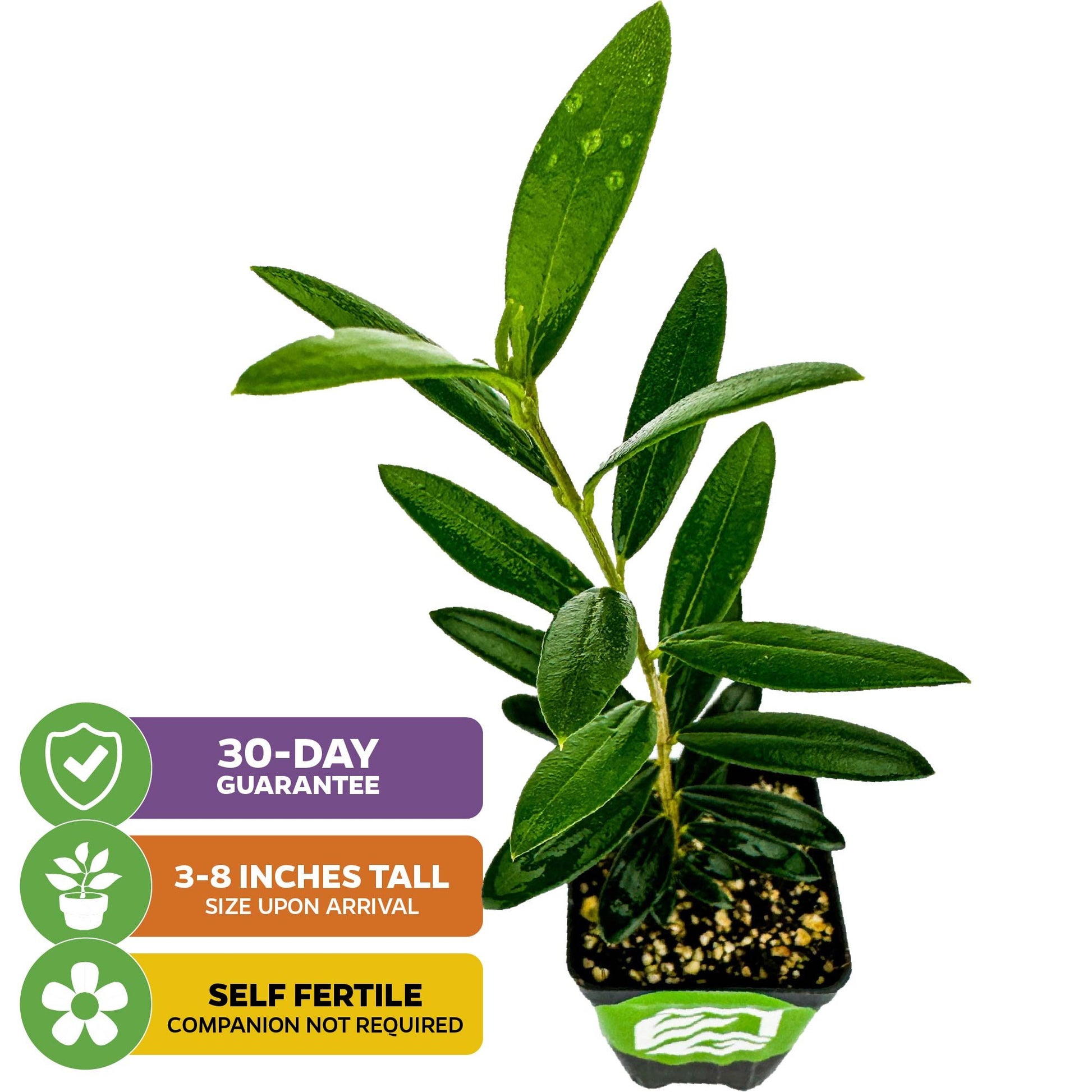 Arbequina Olive Tree - Olea europaea
