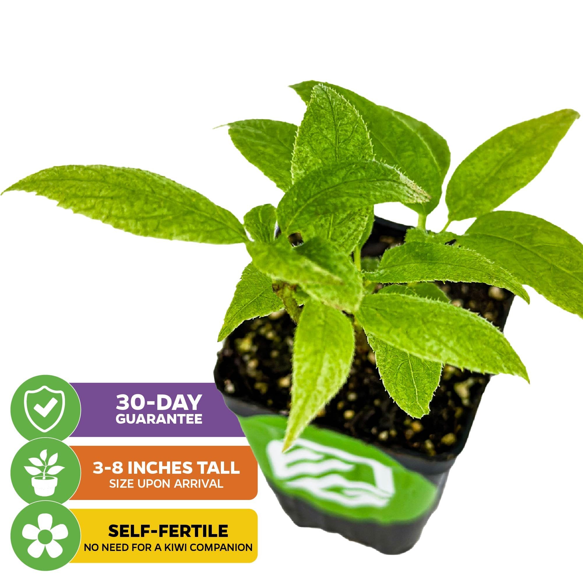 Issai Kiwi - Actinidia arguta – Wellspring Gardens
