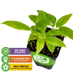The Wellspring Gardens Issai Kiwi (Actinidia arguta) arrives 3-8" tall in a black pot with green leaves. It’s self-fertile, needs no companion, and comes with a 30-day guarantee.