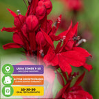 Close-up of vibrant red blooms of Cardinal Flower - Lobelia cardinalis by Wellspring Gardens with a green backdrop. Graphics highlight USDA zones 7-10, winter dormancy, and the recommended 10-30-20 fertilizer ratio.
