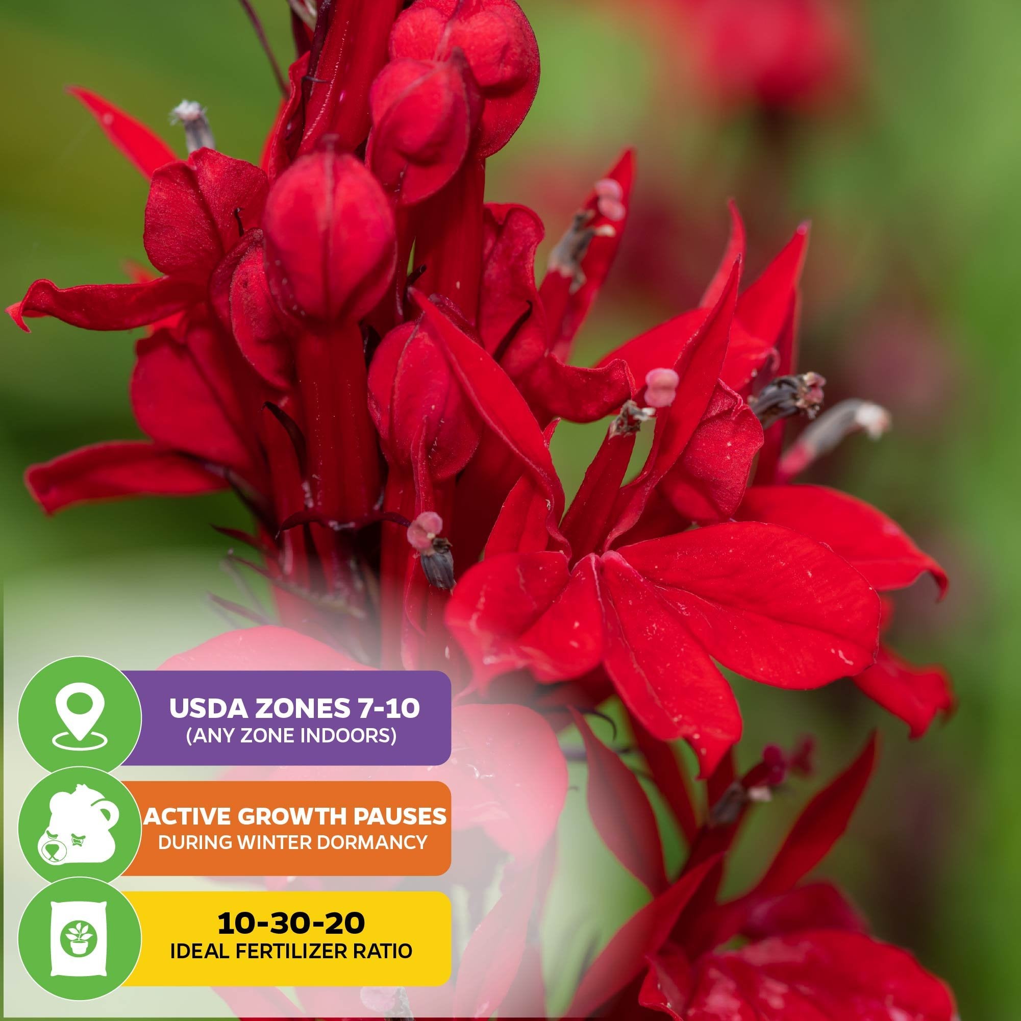 Close-up of vibrant red blooms of Cardinal Flower - Lobelia cardinalis by Wellspring Gardens with a green backdrop. Graphics highlight USDA zones 7-10, winter dormancy, and the recommended 10-30-20 fertilizer ratio.