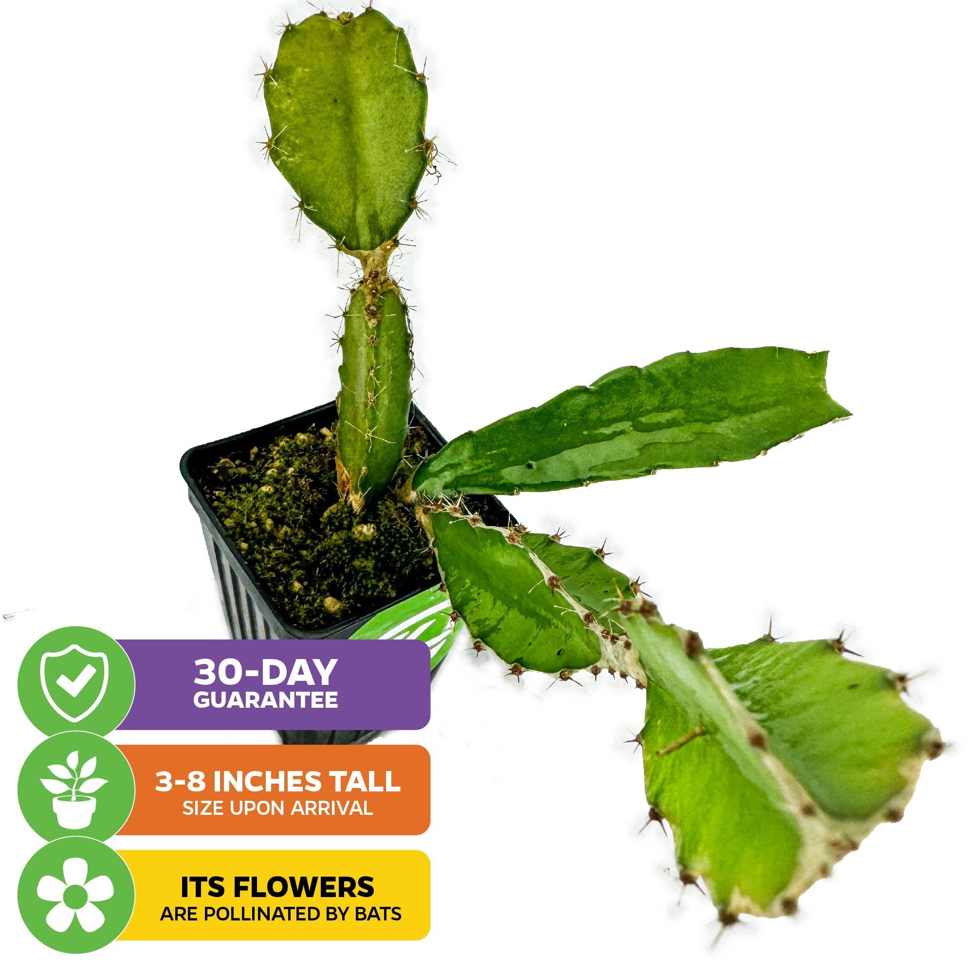 The American Beauty Red Dragon Fruit cactus (Hylocereus guatemalensis) by Wellspring Gardens arrives 3–8" tall in a pot. It has green, spiky stems, bat-pollinated flowers, and comes with a 30-day guarantee.