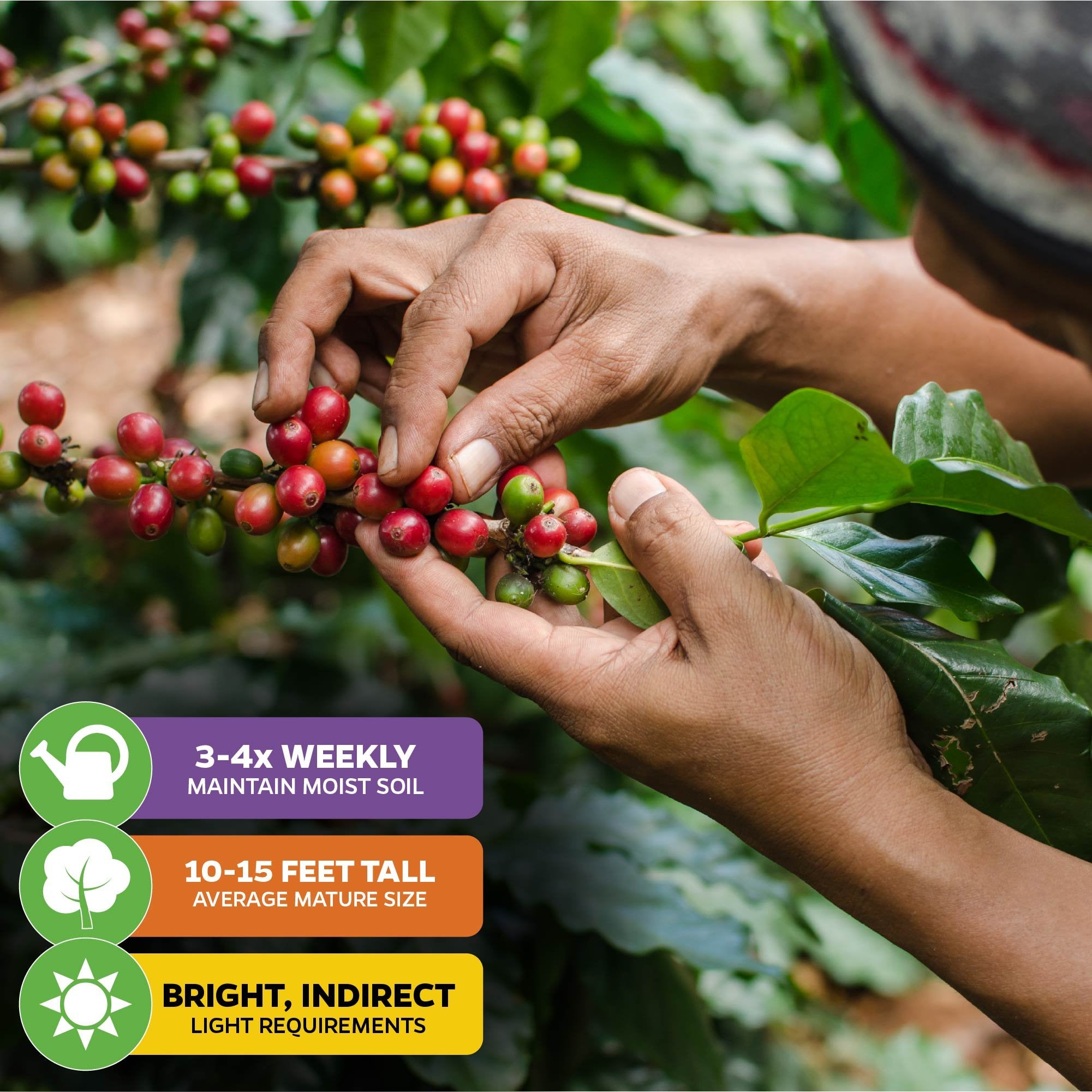 A person picks ripe cherries from the Wellspring Gardens Coffee Plant (Coffea arabica). Water 3-4x weekly, give bright, indirect light; grows 10-15 ft tall—ideal for growing your own coffee at home.