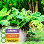 A lush Dwarf Orinoco Banana - Musa from Wellspring Gardens grows in a grassy garden—icons show: water 6-7x weekly, reaches 6-10 ft, needs full/partial sun. Hardy and perfect for containers, it thrives among other tropical plants.