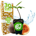 A Wellspring Gardens Brown Turkey Fig Tree (California San Pedro) - Ficus carica with lush green leaves is in front of a box labeled 30 Day Guarantee and Easy to Grow Non GMO, with a halved fig and splashing water adding a fresh touch behind.