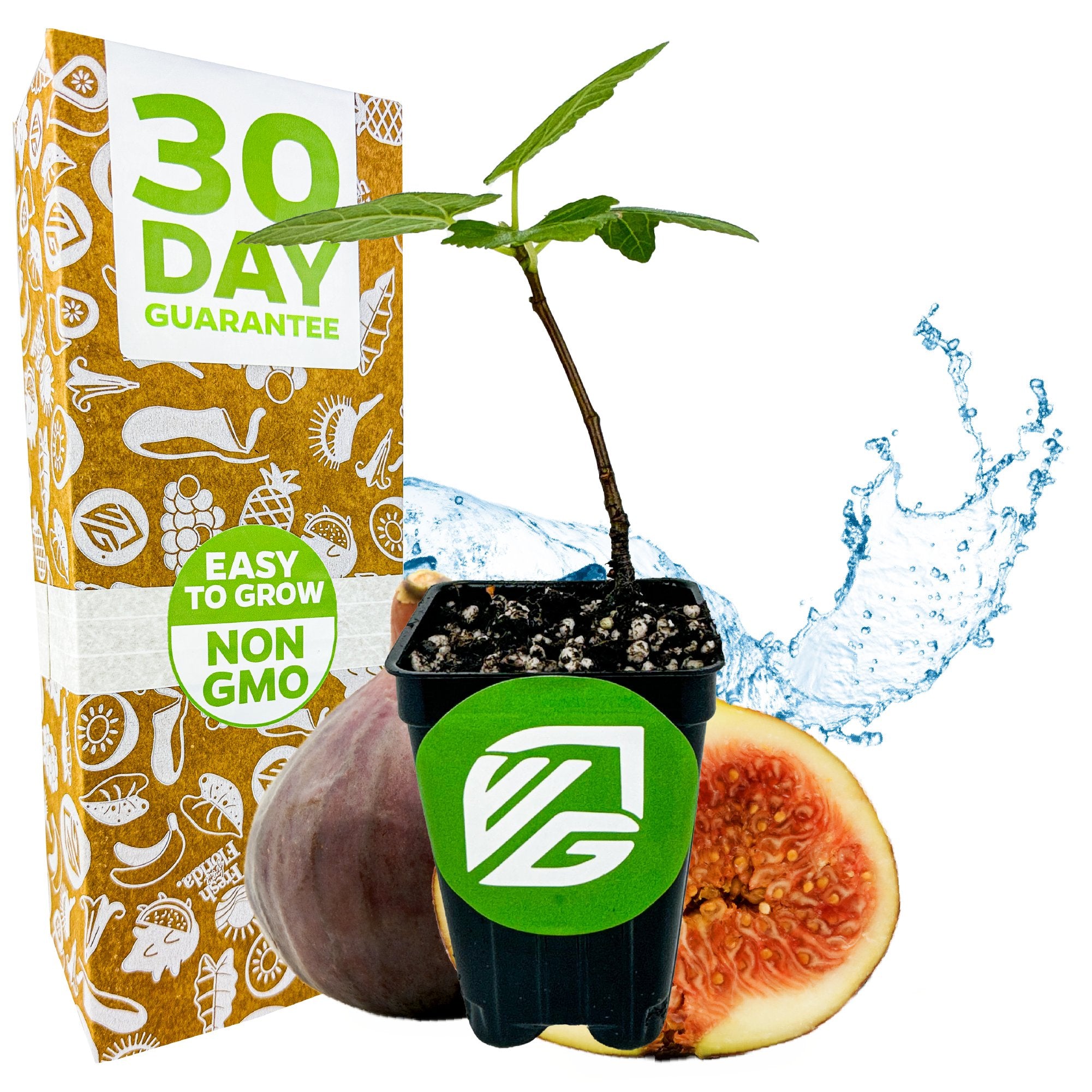A Wellspring Gardens Brown Turkey Fig Tree (California San Pedro) - Ficus carica with lush green leaves is in front of a box labeled 30 Day Guarantee and Easy to Grow Non GMO, with a halved fig and splashing water adding a fresh touch behind.