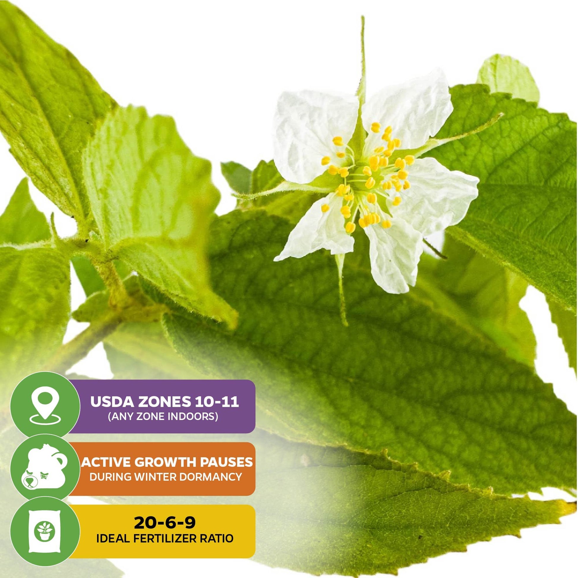 Red Jamaican Cherry (Strawberry Tree) - Muntingia calabura