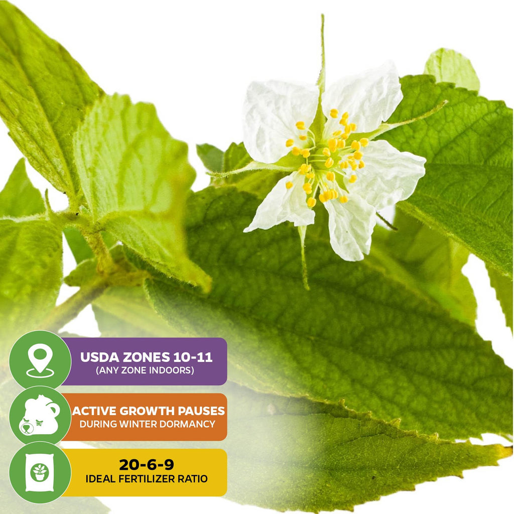 Red Jamaican Cherry (Strawberry Tree) - Muntingia calabura