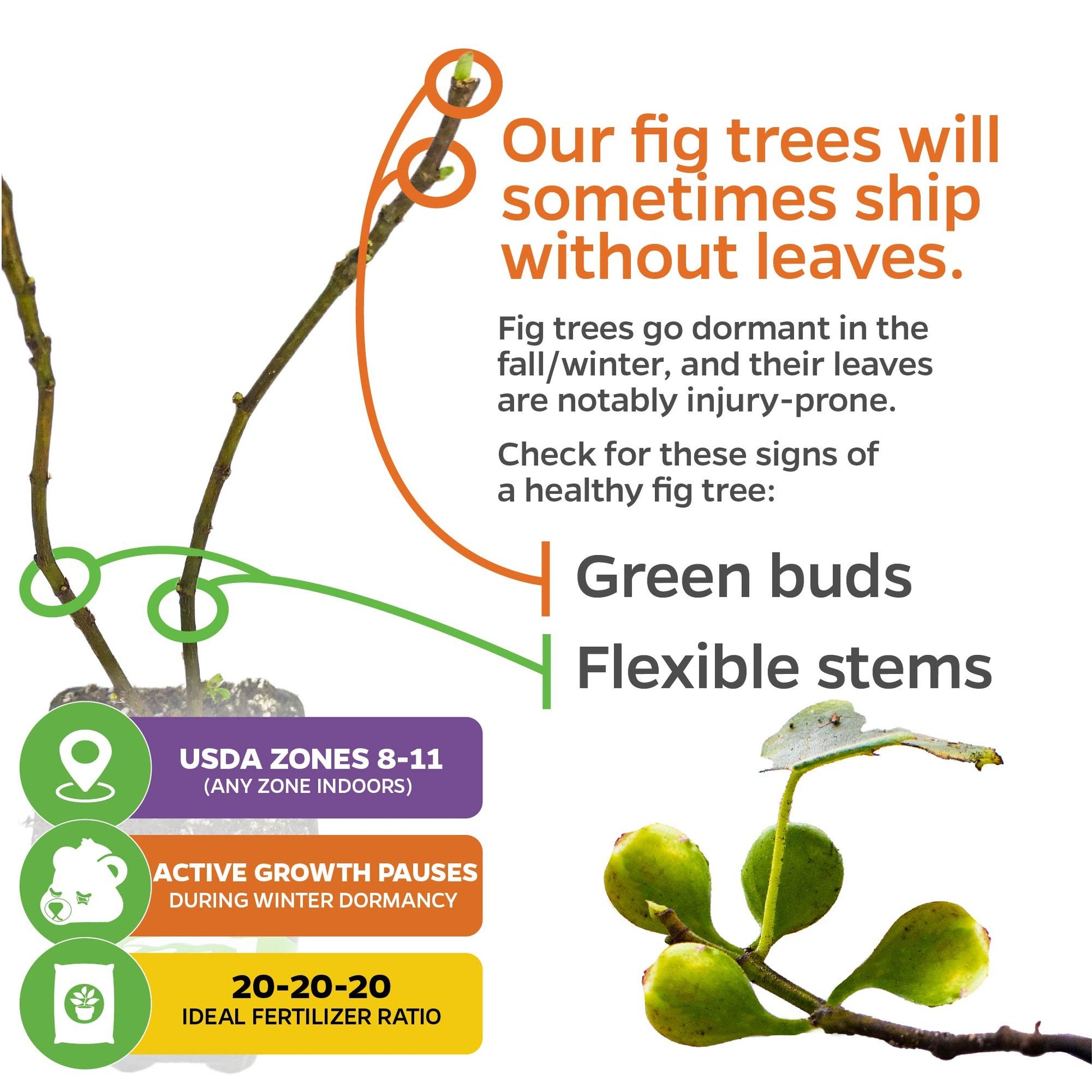 Fignomenal Fig - Ficus carica
