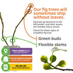 A graphic for the Wellspring Gardens Fignomenal Fig (Ficus carica) explains plants may ship leafless in dormancy, but green buds and flexible stems show health. Icons show USDA zones 8-11 and to use 20-20-20 fertilizer.